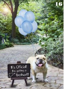 Awesome Gender Reveal Ideas: Include Your Dog