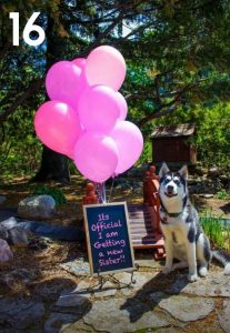 Best Ways to Use Your Dog in a Gender Reveal
