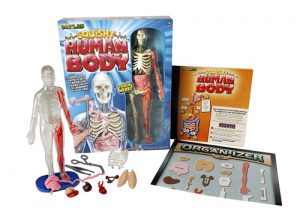 Squish Human Body | Top STEM Toys for Kids