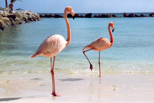 Autumn honeymoon destination | Aruba honeymoon