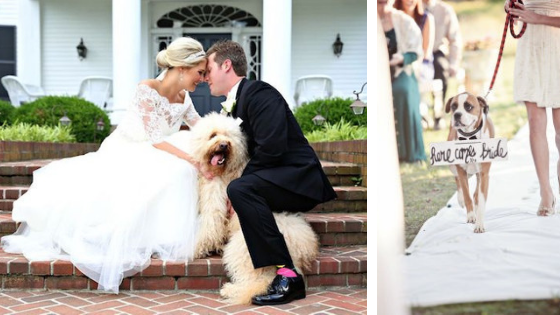 You’ll never forget having your best furry friends by your side as you celebrate your at-home wedding—plus, the pictures will be that much better!