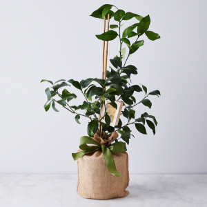 Sustainable Wedding Registry Gifts for the Eco-Conscious Couple | Lemon and Lime Citrus Trees