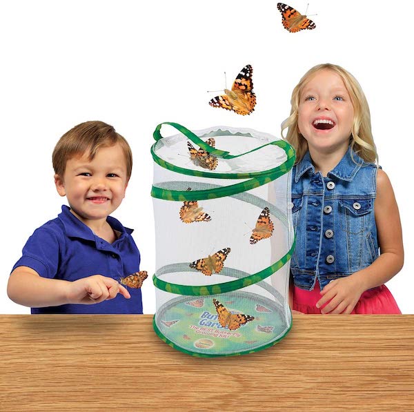 Top Amazon Toy List Gifts for Kids of All Ages | Butterfly Growing Kit
