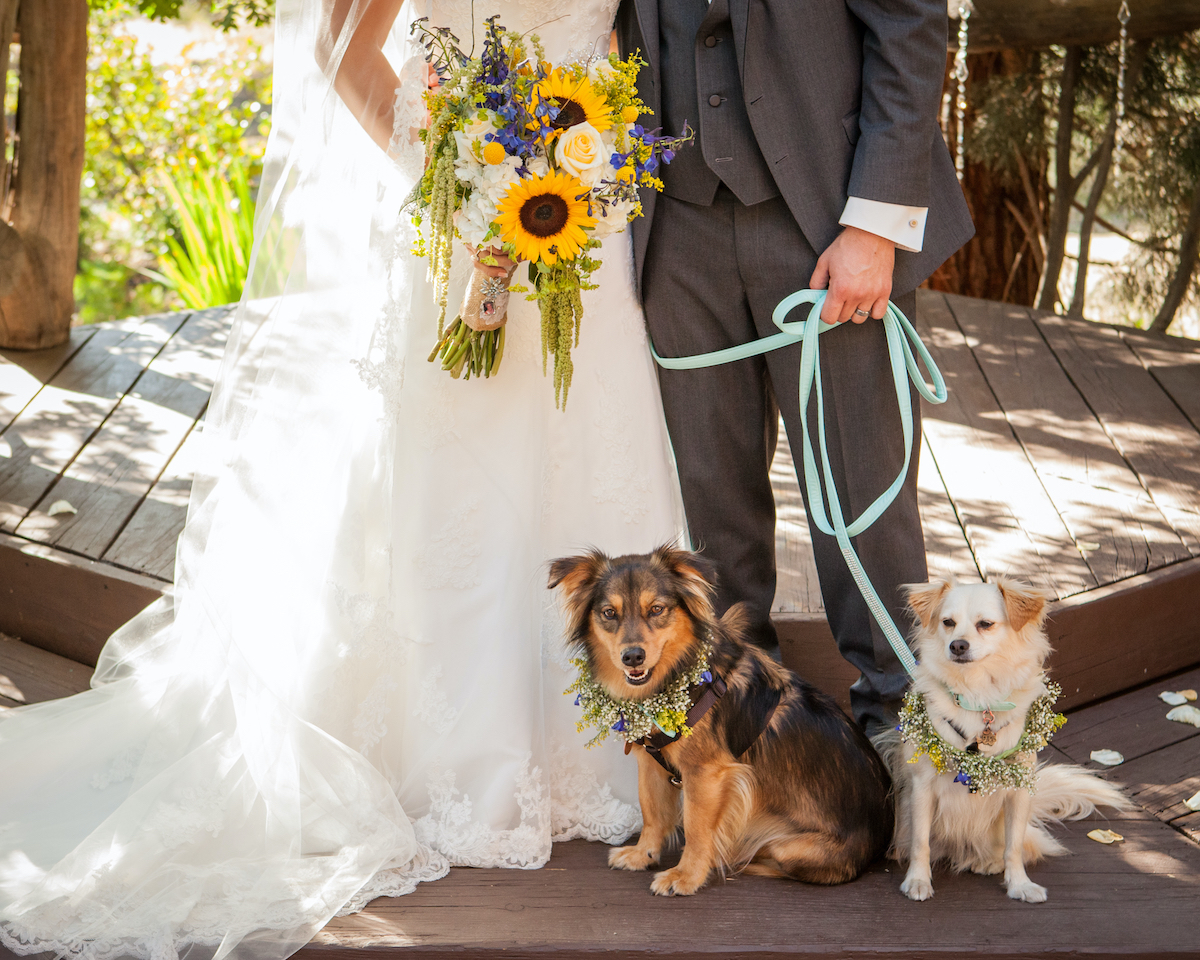 dogs at your wedding